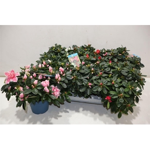 arr8 Rhodo Si V Gem 6 Srt