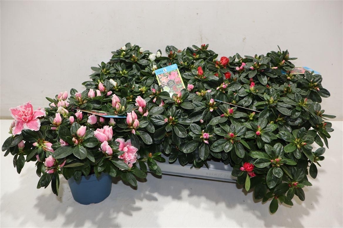 <h4>arr8 Rhodo Si V Gem 6 Srt</h4>