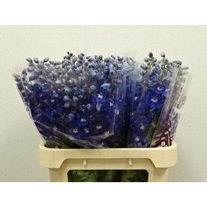 Delph Dewi Blue Star Wigchert