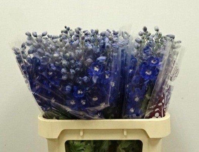 <h4>Delph Dewi Blue Star Wigchert</h4>