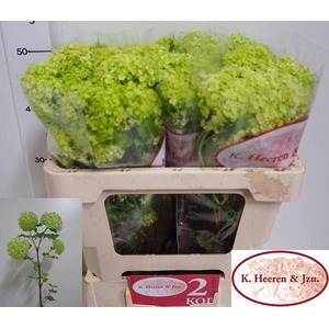 VIBURNUM ROSEUM (SNEEUWBAL)