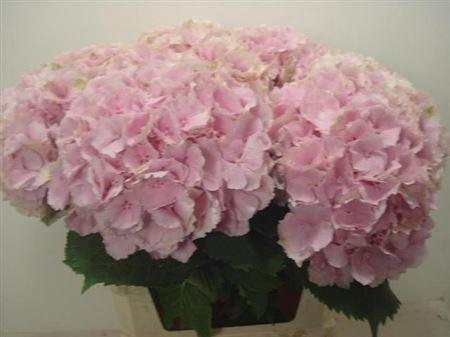 <h4>Hydr M Verena Rose</h4>