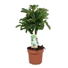 Schefflera Nora - gevlochten stam