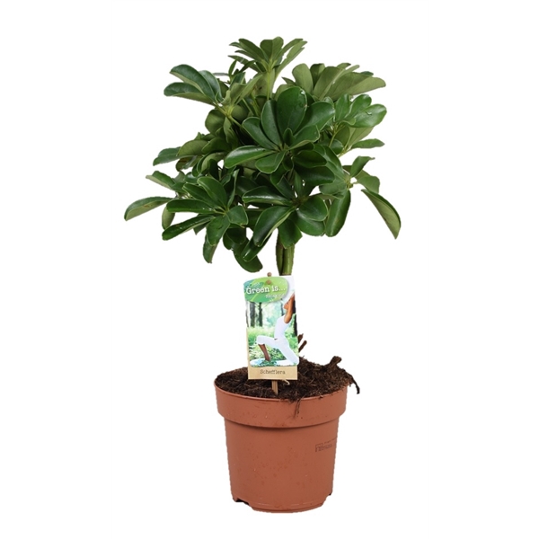 <h4>Schefflera Nora - gevlochten stam</h4>