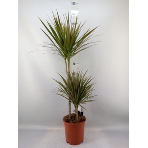 Dracaena marg. 'Bicolor'
