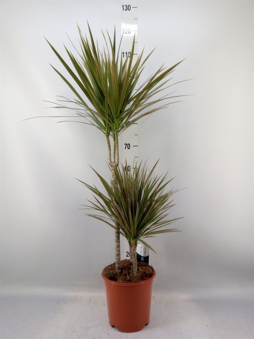 <h4>Dracaena marg. 'Bicolor'</h4>