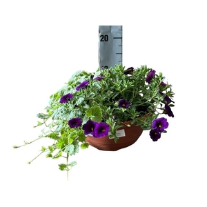 PERKPL GEM IN POT