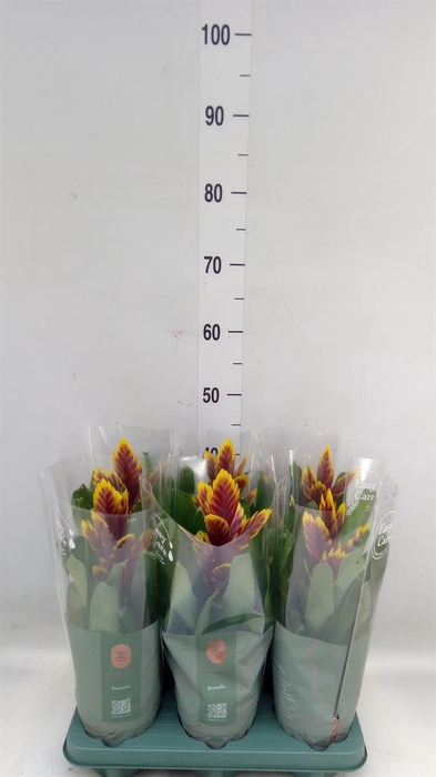 <h4>Vriesea 'Intenso Purple Flame'</h4>