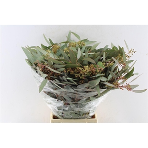 Euca Populus Berry Cones 300 Gram