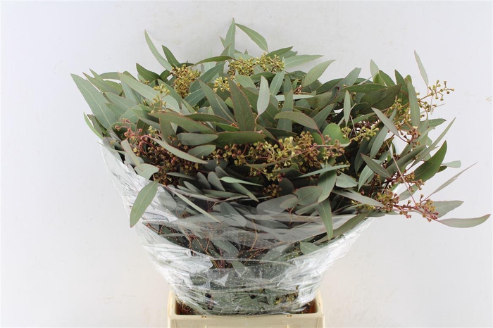 <h4>Euca Populus Berry Cones 300 Gram</h4>