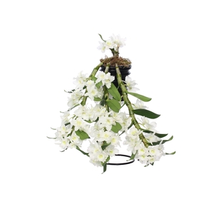 Dendrobium Nobilé, Flower Shower