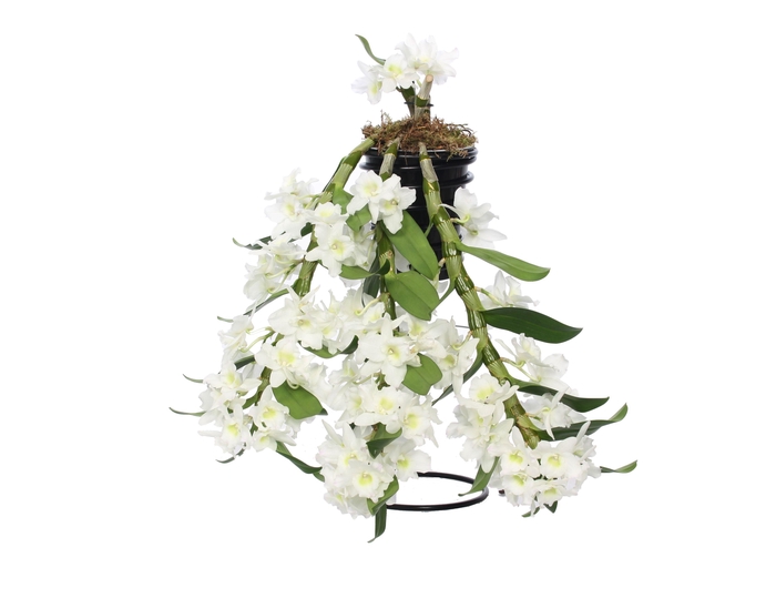 <h4>Dendrobium Nobilé, Flower Shower</h4>
