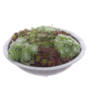 Sempervivum gemengd