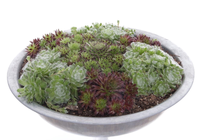 <h4>Sempervivum gemengd</h4>