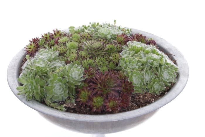 <h4>Sempervivum gemengd</h4>