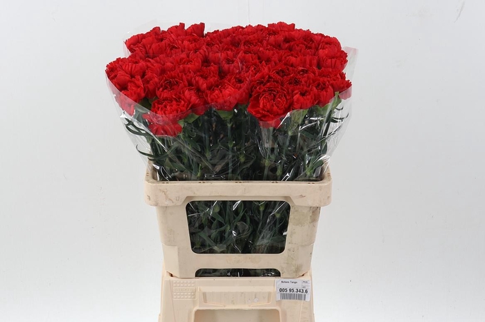 <h4>Di St Don Pedro IT</h4>