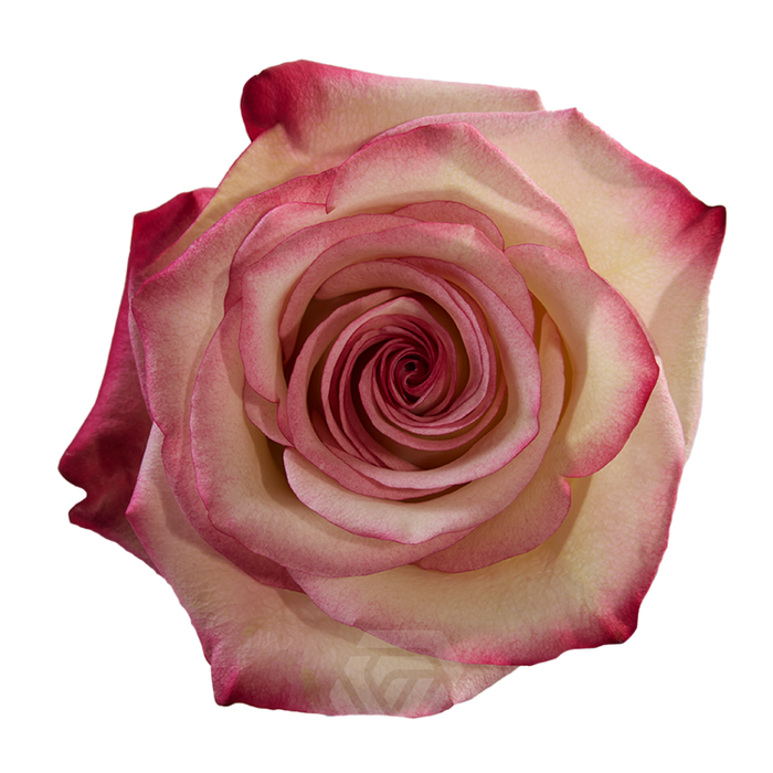 <h4>R GR PALOMA</h4>