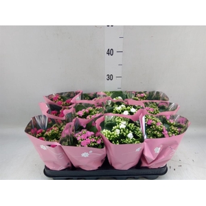 Kalanchoe blos.   ..rosebud mix  3