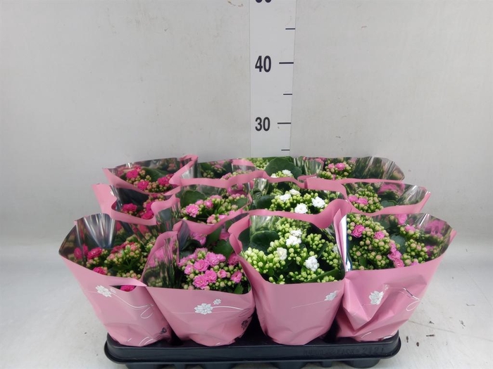 <h4>Kalanchoe blos.   ..rosebud mix  3</h4>