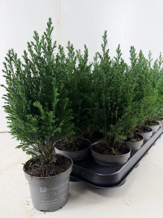 <h4>CHAM L ELLWOODII</h4>