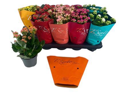 <h4>Kal Ge Gem 5 Kl P10,5</h4>