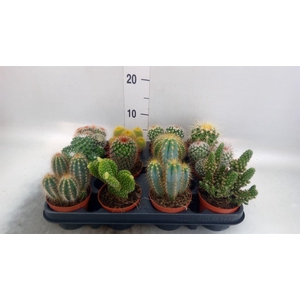 Cactus   ...mix