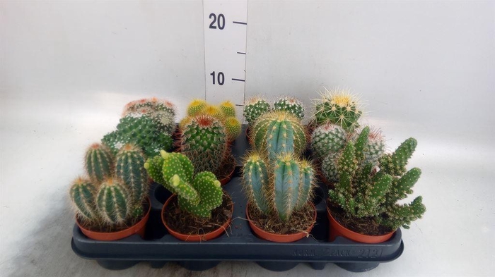 <h4>Cactus   ...mix</h4>