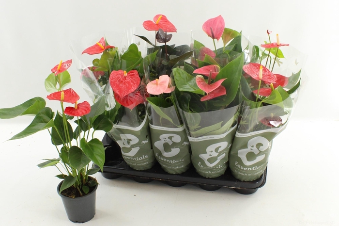 arr8 Anthu An Gem 5 Kl