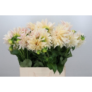 Dahlia Cafe Au Lait