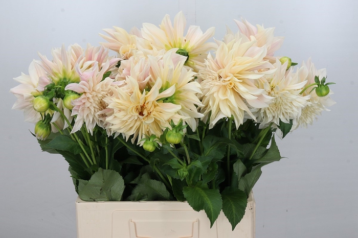 <h4>Dahlia Cafe Au Lait</h4>