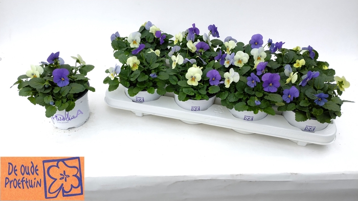 <h4>VIO TRICOLOR</h4>