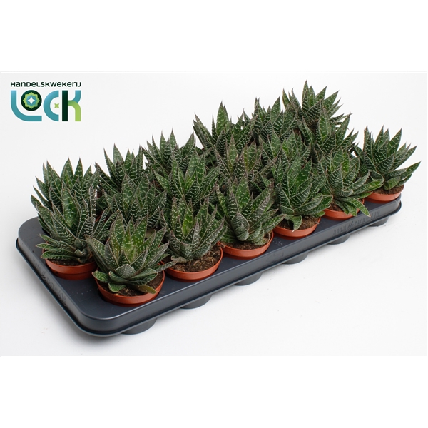 <h4>Gasteria Apollo</h4>