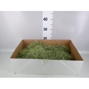 Tillandsia usneoides