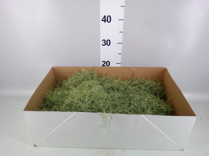 <h4>Tillandsia usneoides</h4>