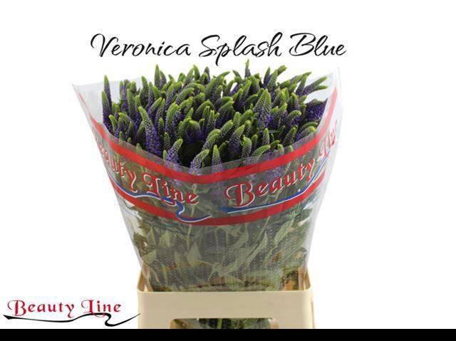 <h4>VERON L SKYLER BLUE</h4>