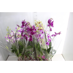 DENPHALAEN P13 2 HT VARIADO