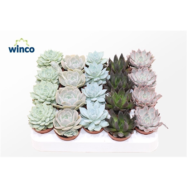 <h4>Echeveria Mix (5 Spc.)</h4>