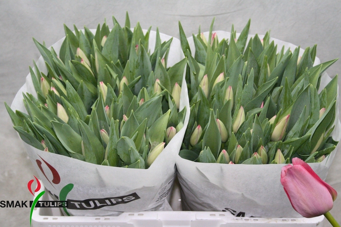 <h4>TU EN BELLA BLUSH</h4>