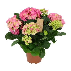 Hydrangea pink 5/6 flowers