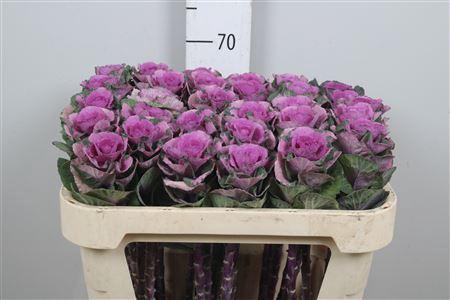 <h4>Brass Empire Olga</h4>