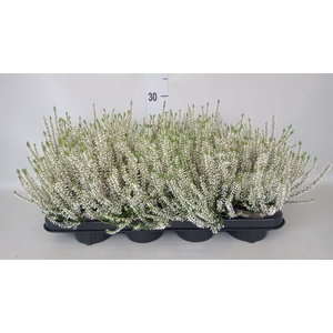 Calluna vulg. 'Garden G Alicia'