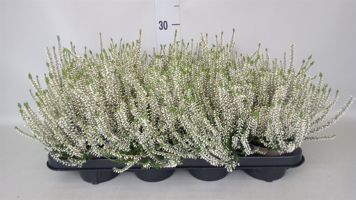 <h4>Calluna vulg. 'Garden G Alicia'</h4>