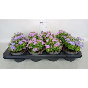 Ageratum hous. 'Artist Basso Blue'