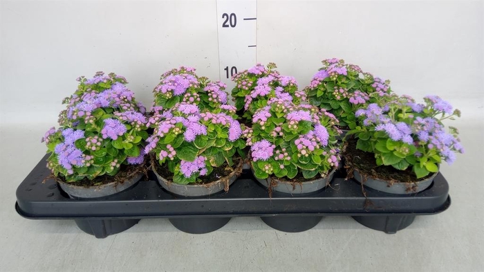 <h4>Ageratum hous. 'Artist Basso Blue'</h4>