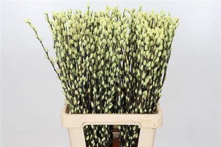 <h4>T Salix Sn Fla Klb Creme</h4>