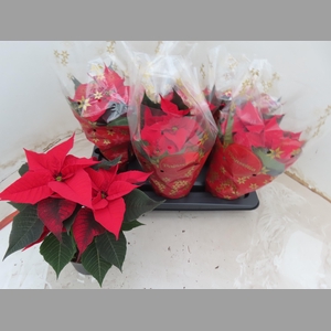 EUPHOR P CHR UNIVERS