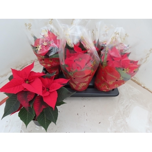 EUPHOR P CHR UNIVERS