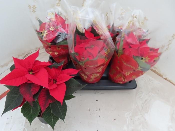 <h4>EUPHOR P CHR UNIVERS</h4>