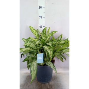 Aglaonema   ...