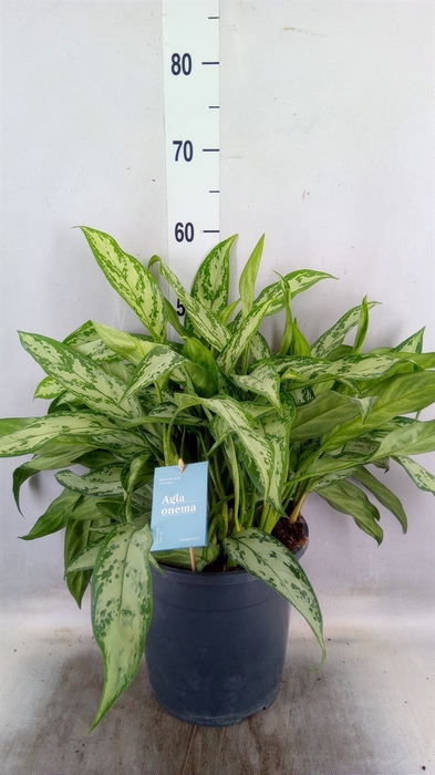 <h4>Aglaonema   ...</h4>